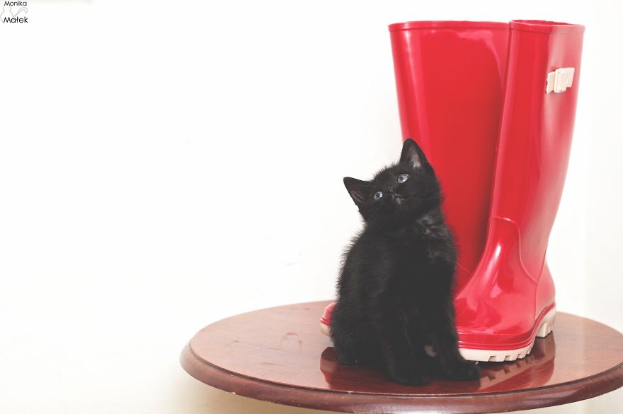 Black Cats Don&#8217;t Have Anything To Do With Bad Luck