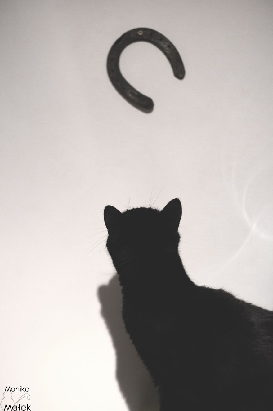 Black Cats Don&#8217;t Have Anything To Do With Bad Luck
