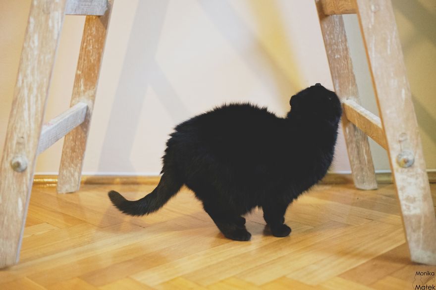 Black Cats Don&#8217;t Have Anything To Do With Bad Luck