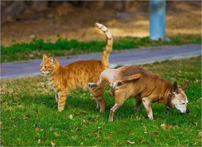 Dogs Can Be Assholes, Too Dogs Can Be Assholes, Too