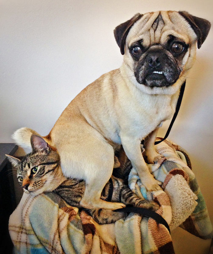 Dogs Can Be Assholes, Too Dogs Can Be Assholes, Too