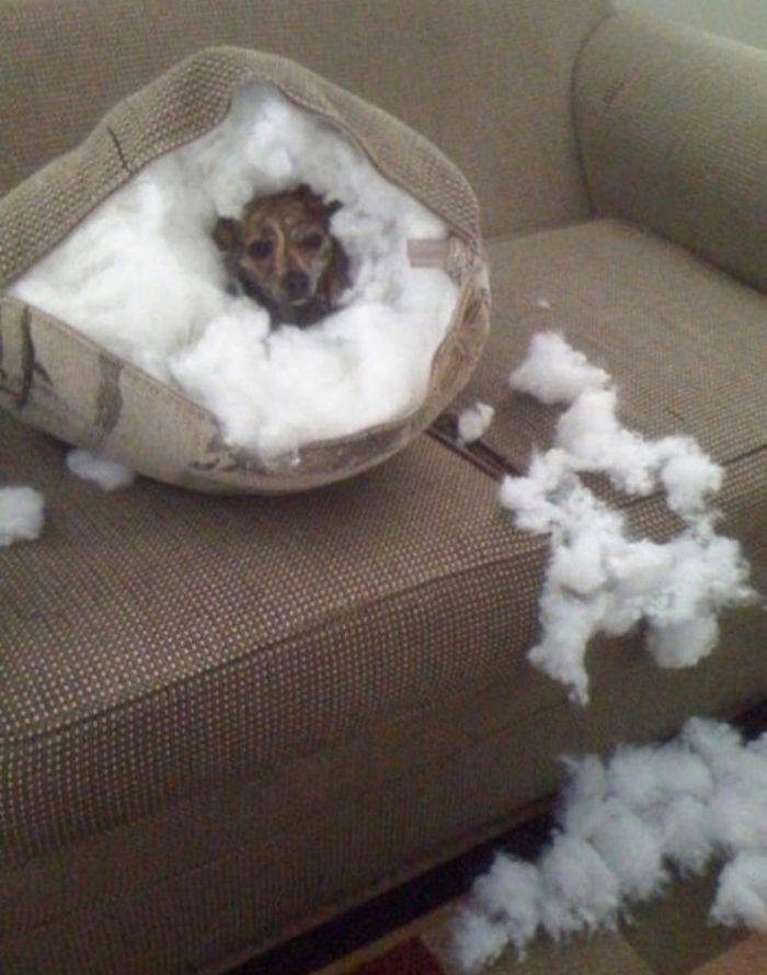 Dogs Can Be Assholes, Too Dogs Can Be Assholes, Too