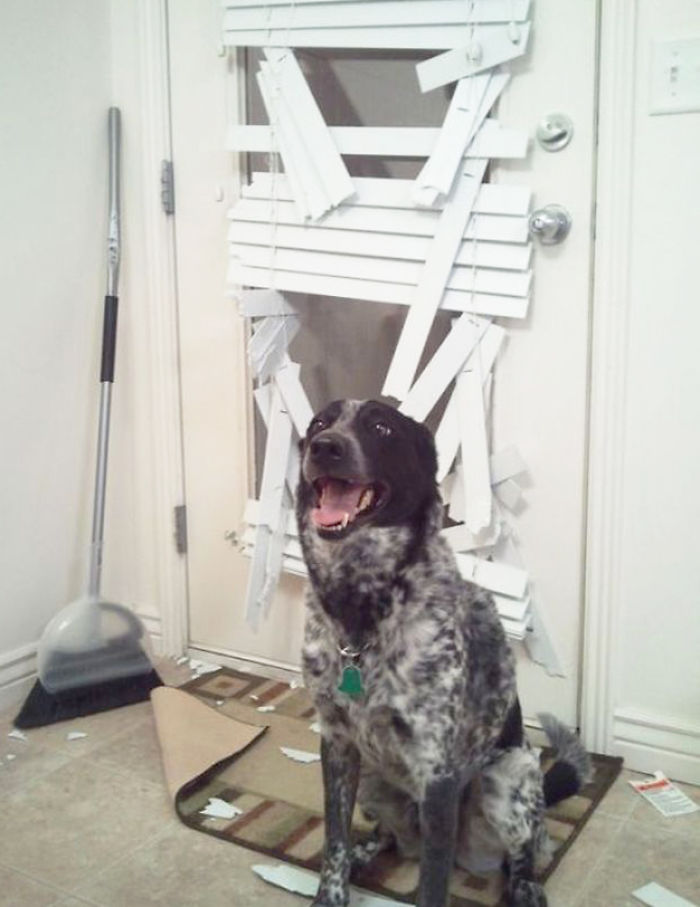 Dogs Can Be Assholes, Too Dogs Can Be Assholes, Too