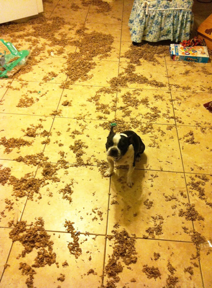 Dogs Can Be Assholes, Too Dogs Can Be Assholes, Too