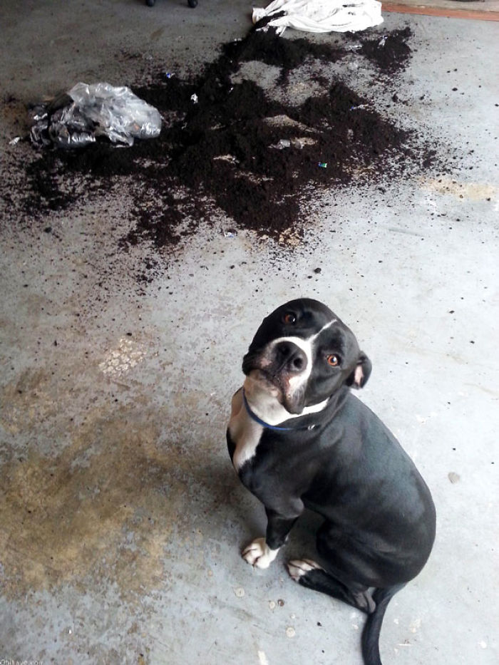 Dogs Can Be Assholes, Too Dogs Can Be Assholes, Too