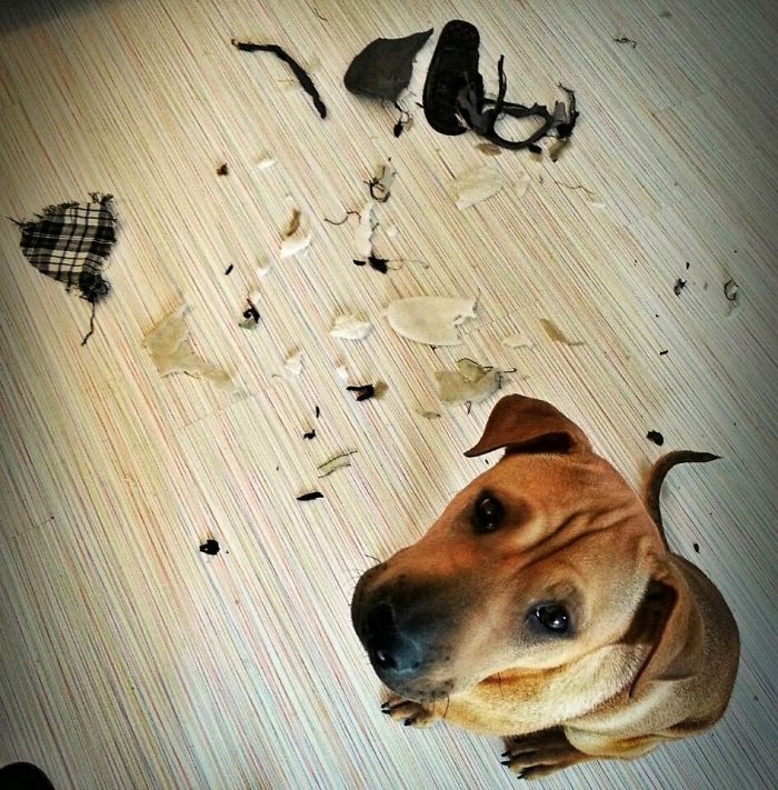 Dogs Can Be Assholes, Too Dogs Can Be Assholes, Too