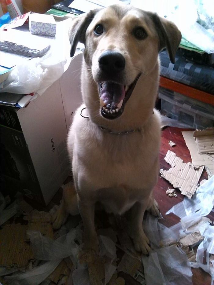 Dogs Can Be Assholes, Too Dogs Can Be Assholes, Too