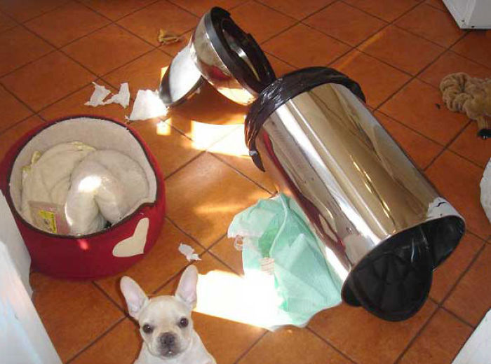 Dogs Can Be Assholes, Too Dogs Can Be Assholes, Too