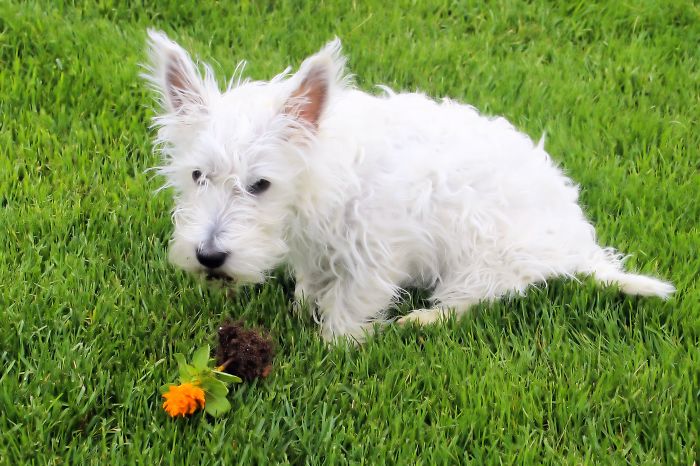 Dogs Can Be Assholes, Too Dogs Can Be Assholes, Too