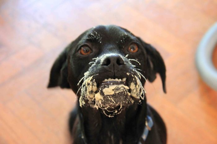 Dogs Can Be Assholes, Too Dogs Can Be Assholes, Too