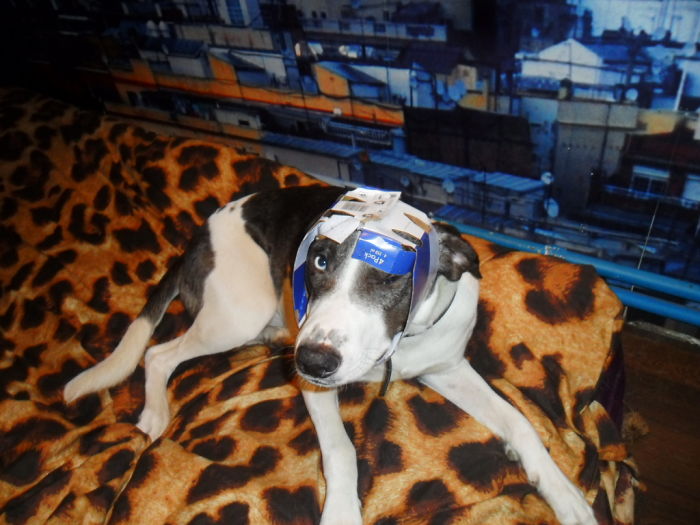 Dogs Can Be Assholes, Too Dogs Can Be Assholes, Too