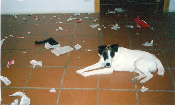 Dogs Can Be Assholes, Too Dogs Can Be Assholes, Too