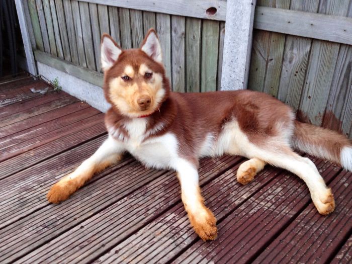 Dogs Can Be Assholes, Too Dogs Can Be Assholes, Too