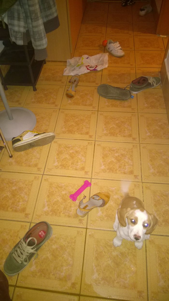 Dogs Can Be Assholes, Too Dogs Can Be Assholes, Too