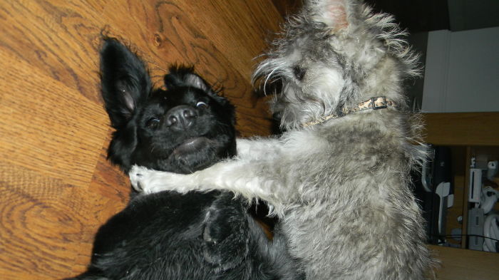 Dogs Can Be Assholes, Too Dogs Can Be Assholes, Too