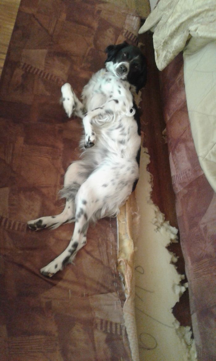 Dogs Can Be Assholes, Too Dogs Can Be Assholes, Too