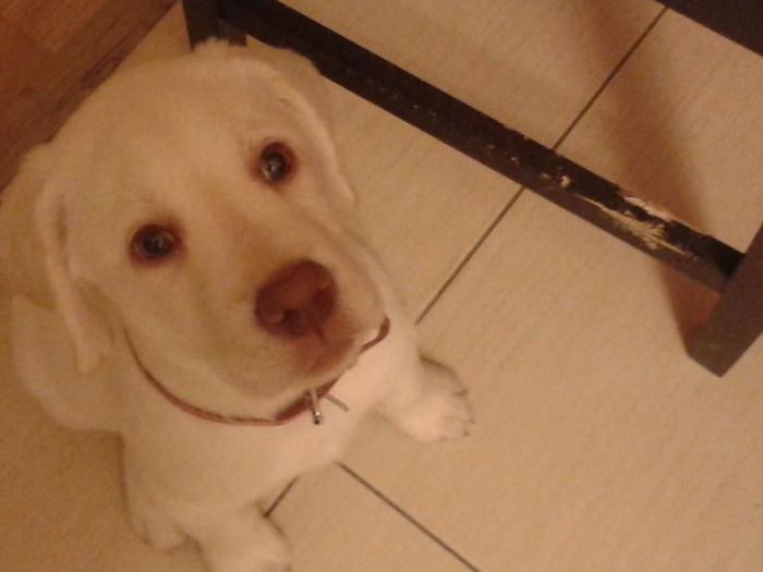 Dogs Can Be Assholes, Too Dogs Can Be Assholes, Too