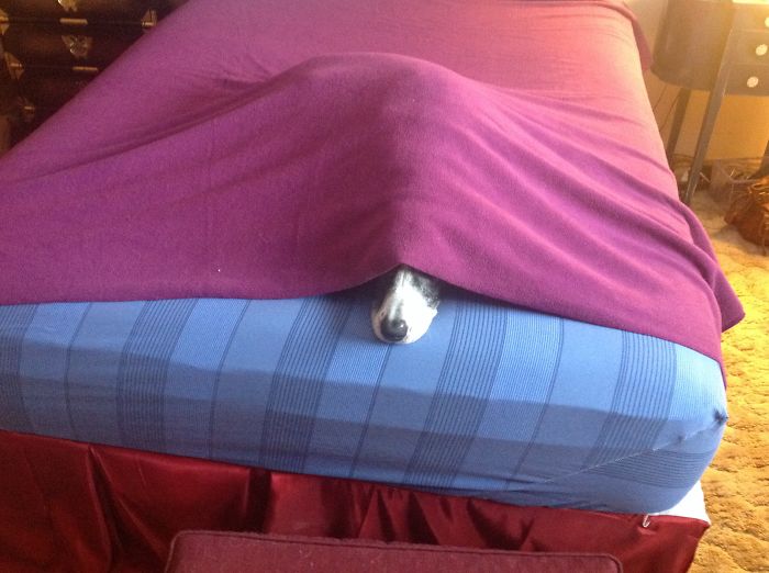 Dogs Can Be Assholes, Too Dogs Can Be Assholes, Too