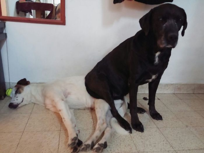 Dogs Can Be Assholes, Too Dogs Can Be Assholes, Too