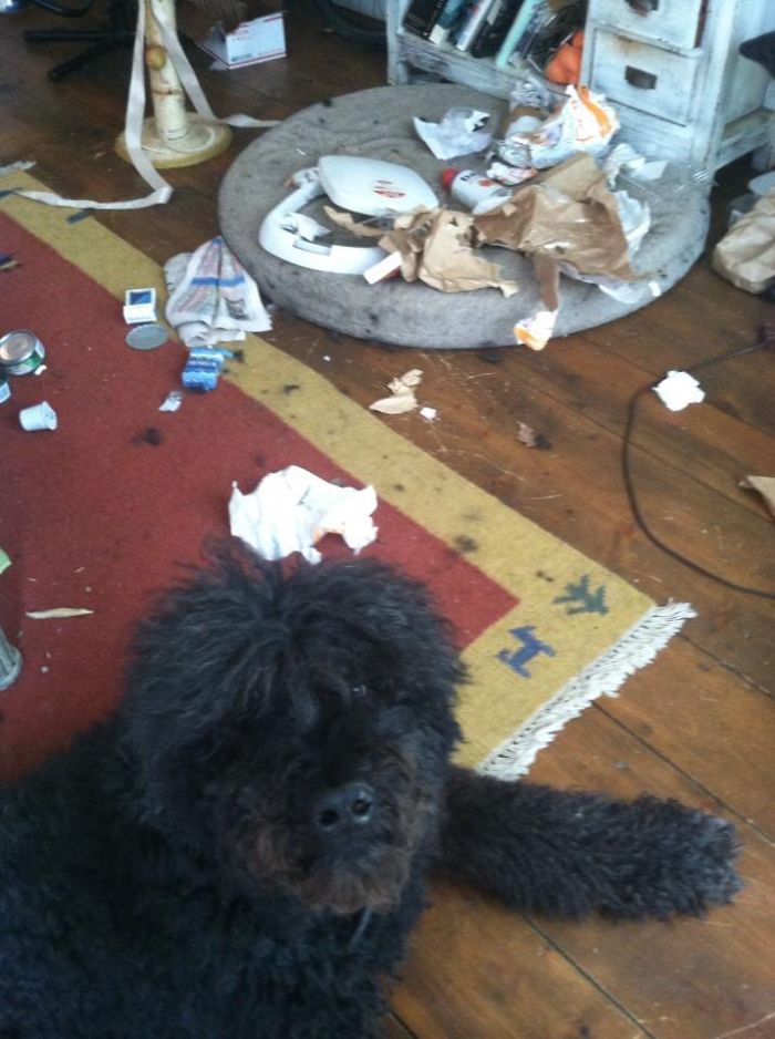 Dogs Can Be Assholes, Too Dogs Can Be Assholes, Too