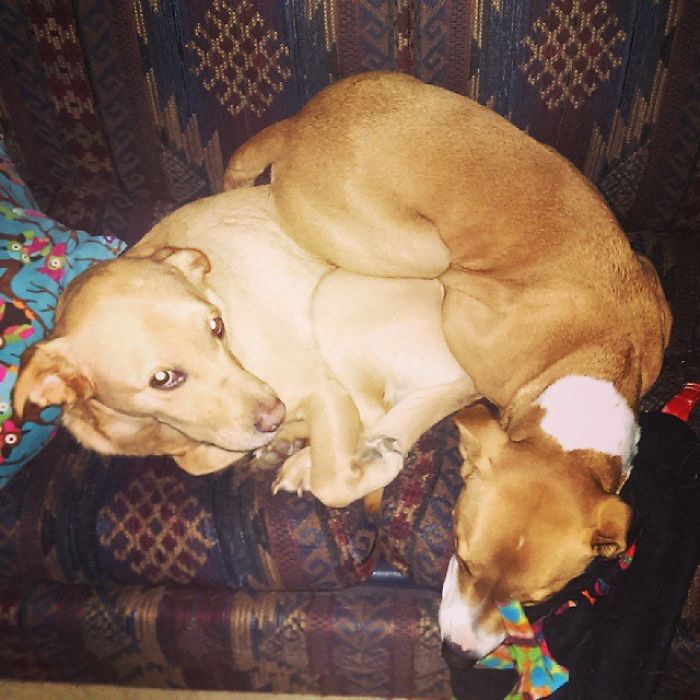 Dogs Can Be Assholes, Too Dogs Can Be Assholes, Too