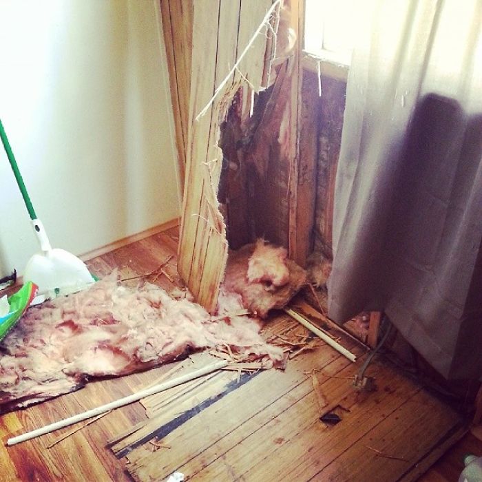 Dogs Can Be Assholes, Too Dogs Can Be Assholes, Too