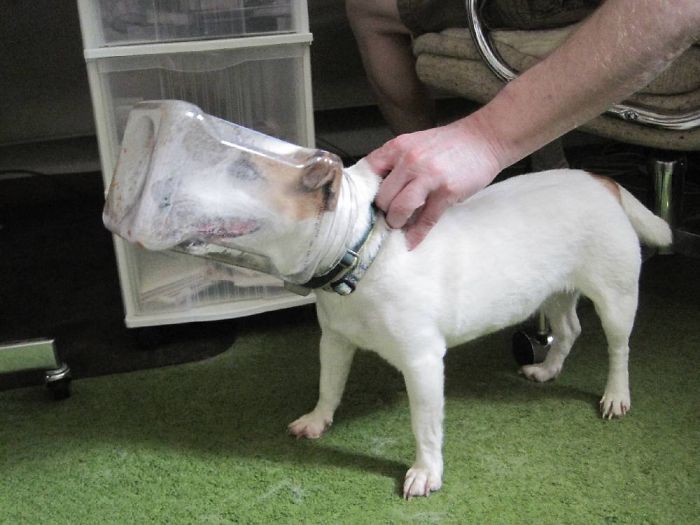 Dogs Can Be Assholes, Too Dogs Can Be Assholes, Too