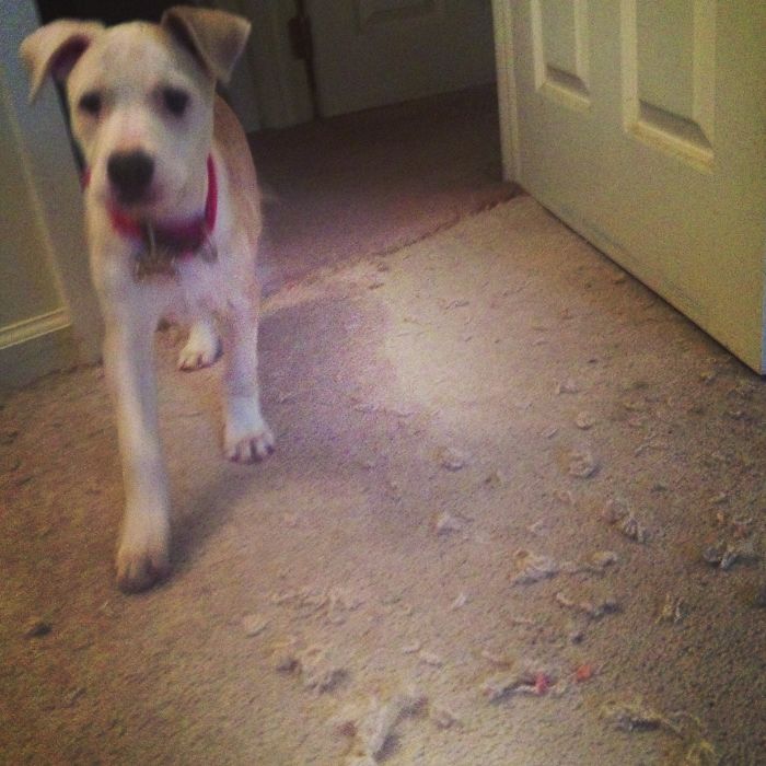 Dogs Can Be Assholes, Too Dogs Can Be Assholes, Too