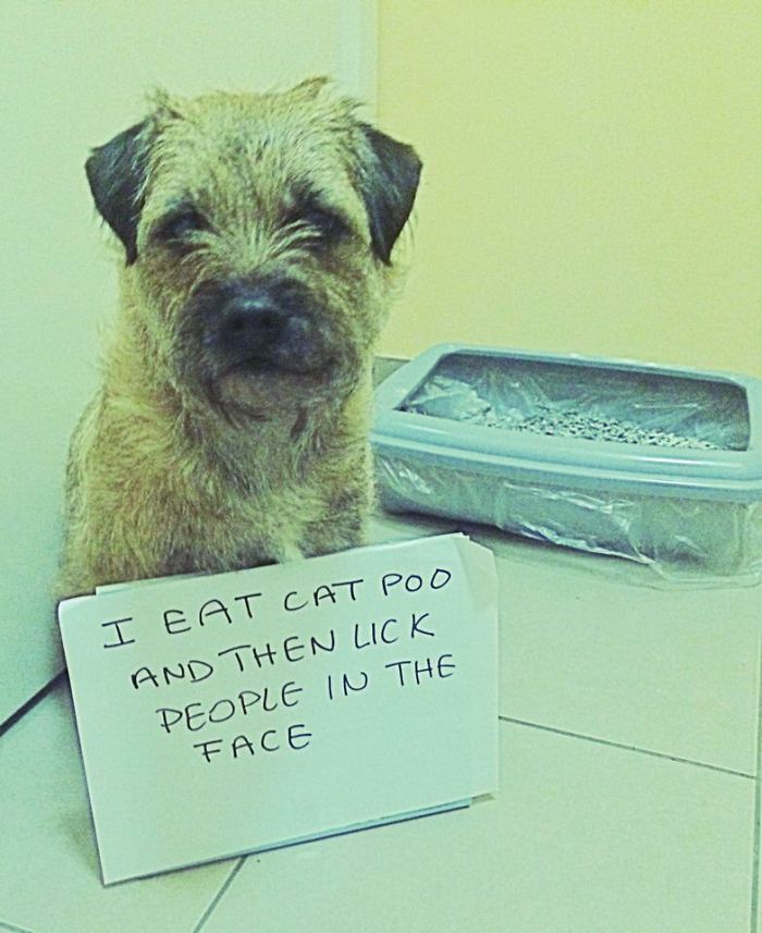 Dogs Can Be Assholes, Too Dogs Can Be Assholes, Too