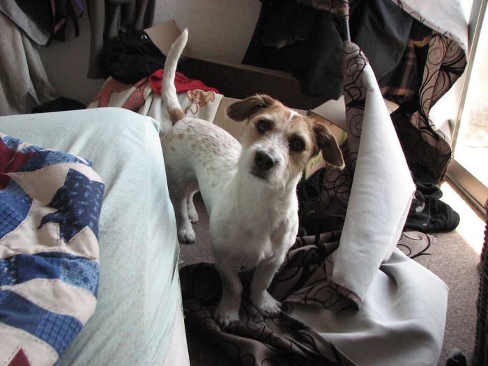 Dogs Can Be Assholes, Too Dogs Can Be Assholes, Too