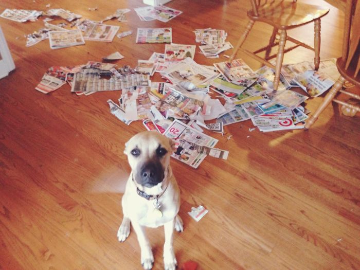 Dogs Can Be Assholes, Too Dogs Can Be Assholes, Too