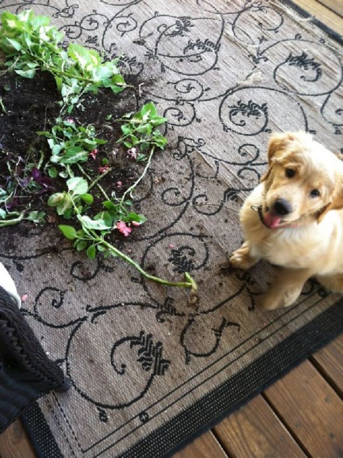 Dogs Can Be Assholes, Too Dogs Can Be Assholes, Too