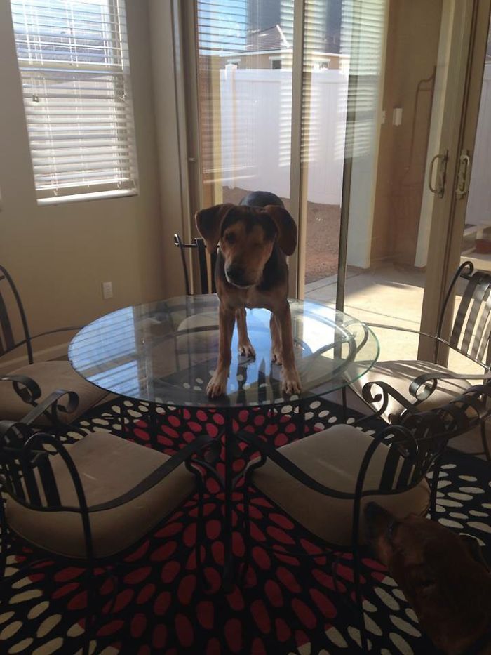 Dogs Can Be Assholes, Too Dogs Can Be Assholes, Too