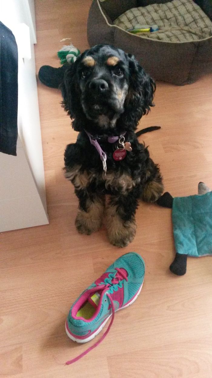 Dogs Can Be Assholes, Too Dogs Can Be Assholes, Too