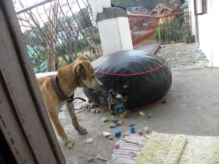 Dogs Can Be Assholes, Too Dogs Can Be Assholes, Too