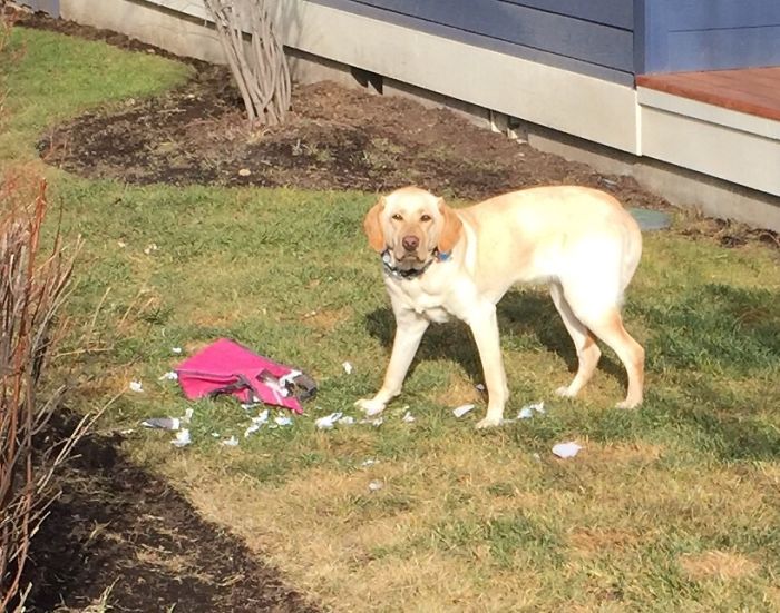 Dogs Can Be Assholes, Too Dogs Can Be Assholes, Too