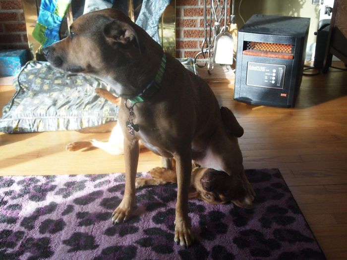 Dogs Can Be Assholes, Too Dogs Can Be Assholes, Too