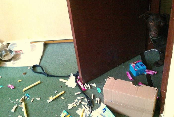 Dogs Can Be Assholes, Too Dogs Can Be Assholes, Too