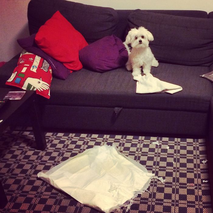 Dogs Can Be Assholes, Too Dogs Can Be Assholes, Too