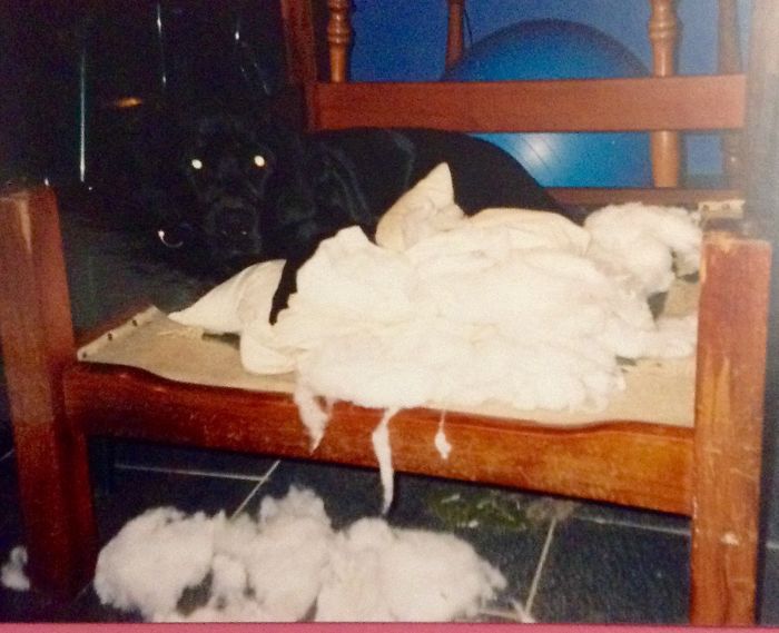 Dogs Can Be Assholes, Too Dogs Can Be Assholes, Too