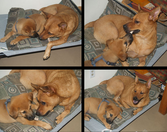 Dogs Can Be Assholes, Too Dogs Can Be Assholes, Too