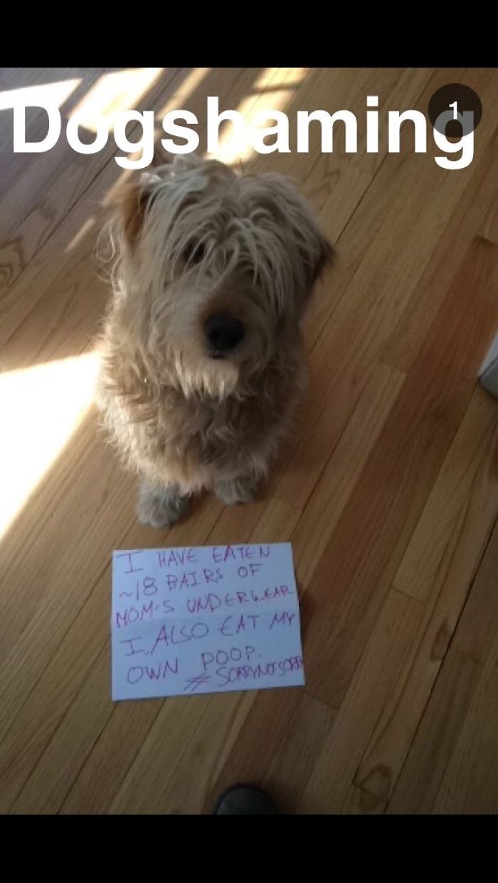 Dogs Can Be Assholes, Too Dogs Can Be Assholes, Too