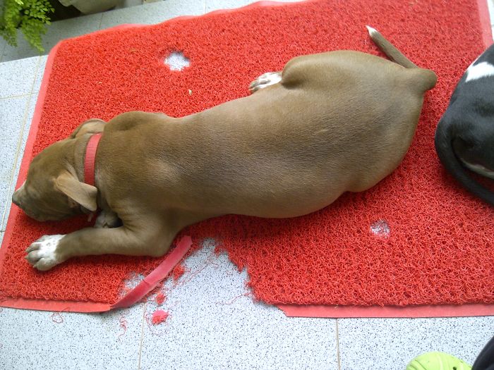 Dogs Can Be Assholes, Too Dogs Can Be Assholes, Too