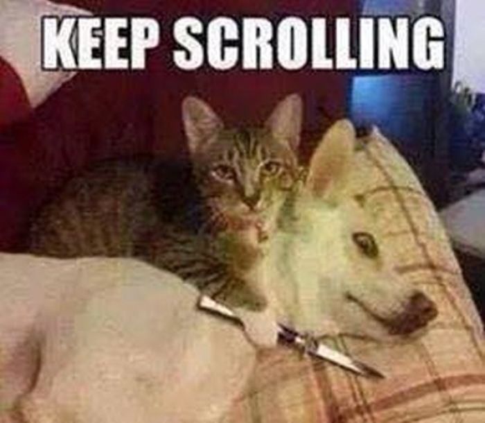 Dogs Can Be Assholes, Too Dogs Can Be Assholes, Too