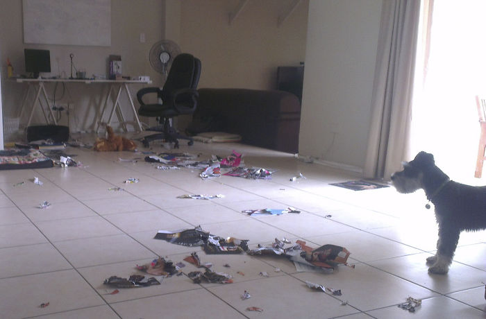 Dogs Can Be Assholes, Too Dogs Can Be Assholes, Too