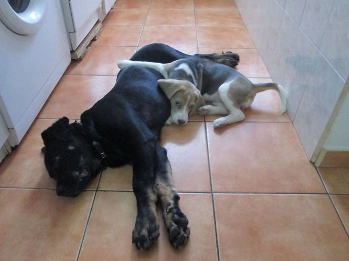 Dogs Can Be Assholes, Too Dogs Can Be Assholes, Too