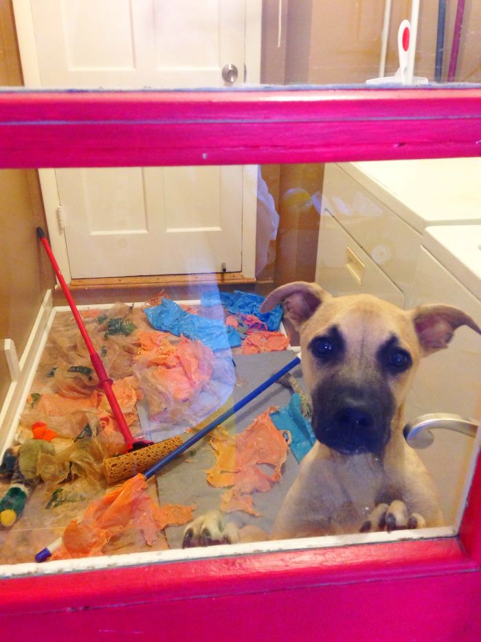 Dogs Can Be Assholes, Too Dogs Can Be Assholes, Too