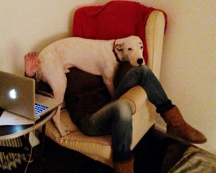 Dogs Can Be Assholes, Too Dogs Can Be Assholes, Too