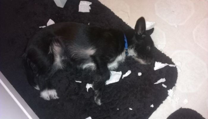 Dogs Can Be Assholes, Too Dogs Can Be Assholes, Too