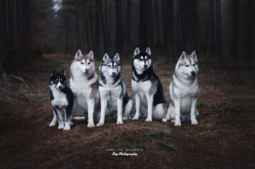 My Passion Is Taking Portraits Of Dogs